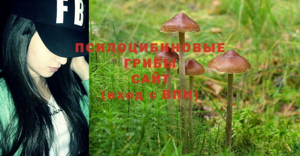 PSILOCYBIN Армянск